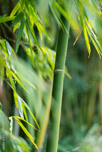 Fototapeta Naklejka Na Ścianę i Meble -  the bamboo forest