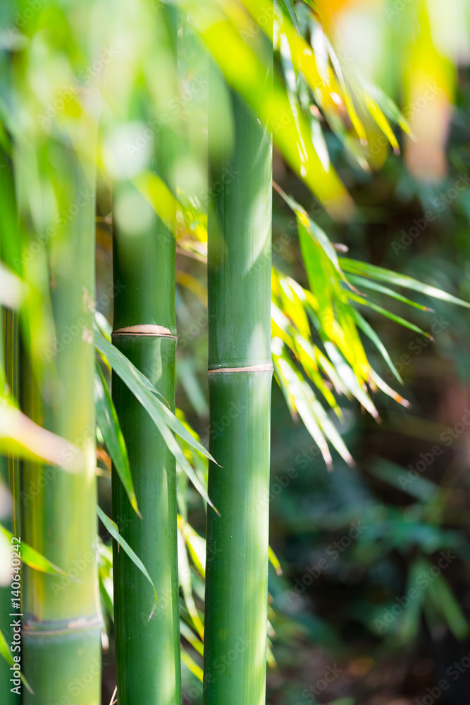 Naklejka premium the bamboo forest