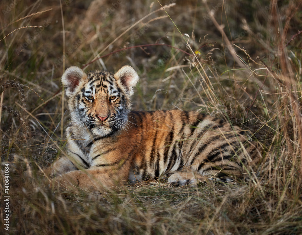 Obraz premium tiger cub in the grass