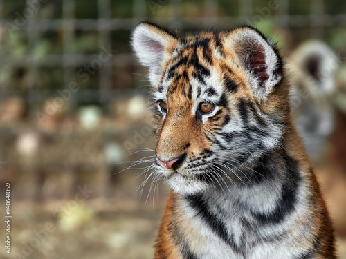 Fototapeta Naklejka Na Ścianę i Meble -  tiger cub in the grass