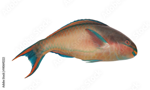 Parrot sea fish isolated on white background