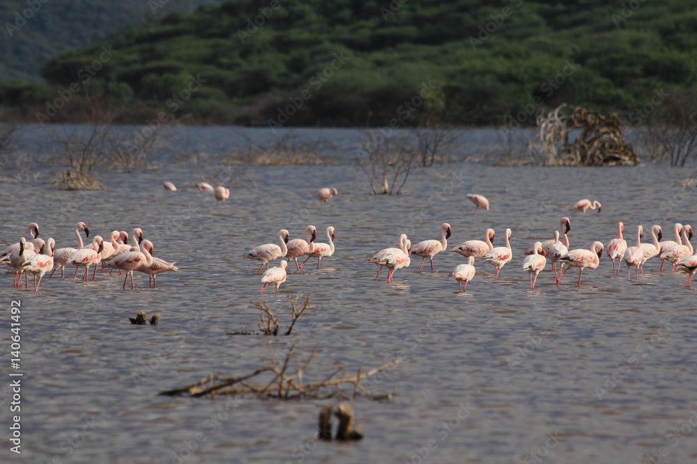 A few flamingos in Kenya