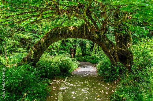 Tree arch in Hoh Rain forest, Olympic National Park, Washington  © Maks_Ershov