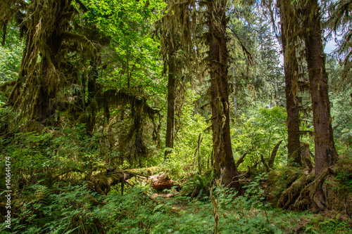 Amazing trees in a tropical forest, Hoh Rain forest, Olympic National Park, Washington USA photo