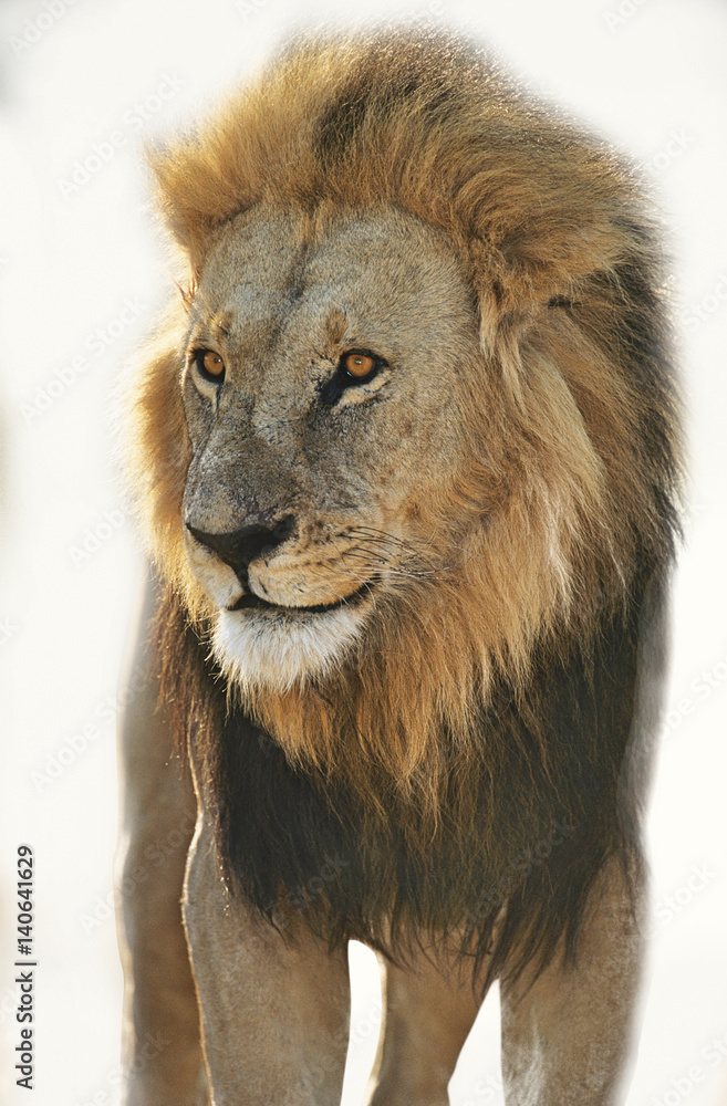 Lion standing and looking away over white background