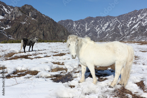 Horses are grazed on a snow glade among mountains in the early spring, Altai, Russia