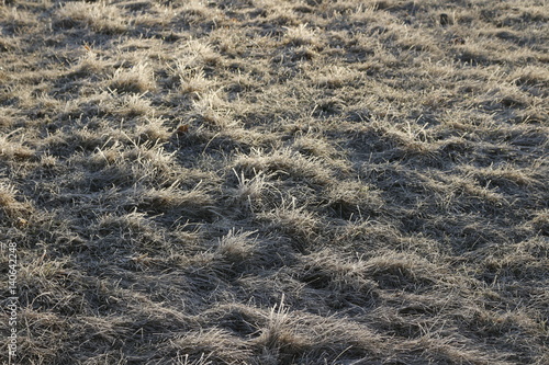 Grass in the frost in the March morning