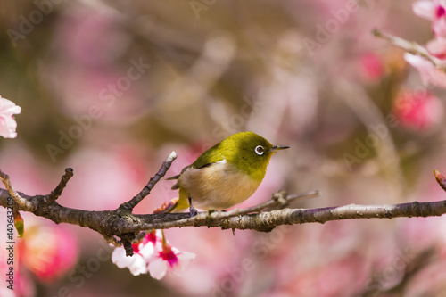 The Japanese White eye.The background is winter cherry blossoms. Located in Tokyo Prefecture Japan.
