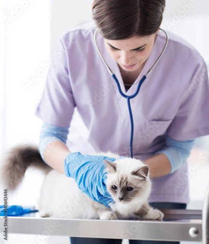 Fototapeta Naklejka Na Ścianę i Meble -  Veterinarian examining a pet