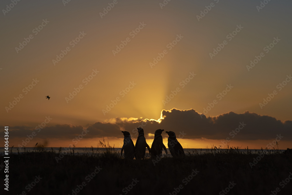 Obraz premium Magellanic Penguins (Spheniscus magellanicus) silhouetted at dawn against the sunrise on Bleaker Island in the Falkland Islands.