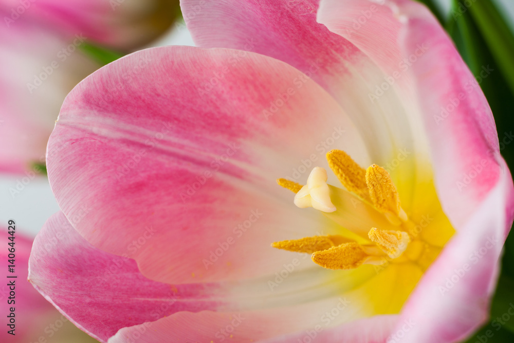 beautiful tulip close up