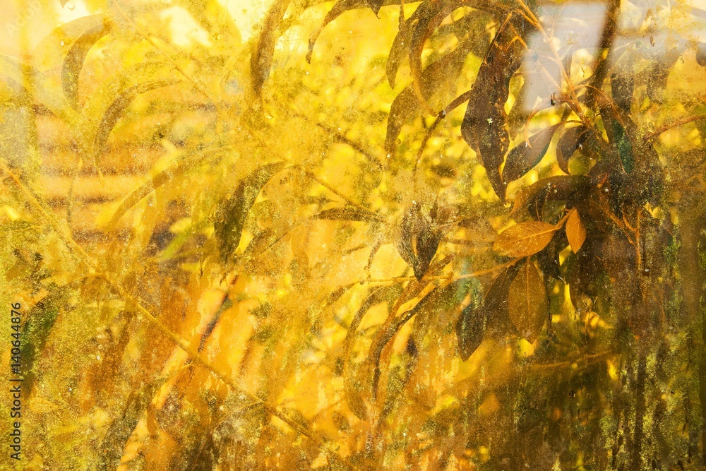 abstract autumnal horizotal background. dirty window and green plants behind. abstract autumnal horizotal background. dirty window and green plants behind.
