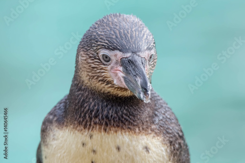 Humboldt penguin close up.