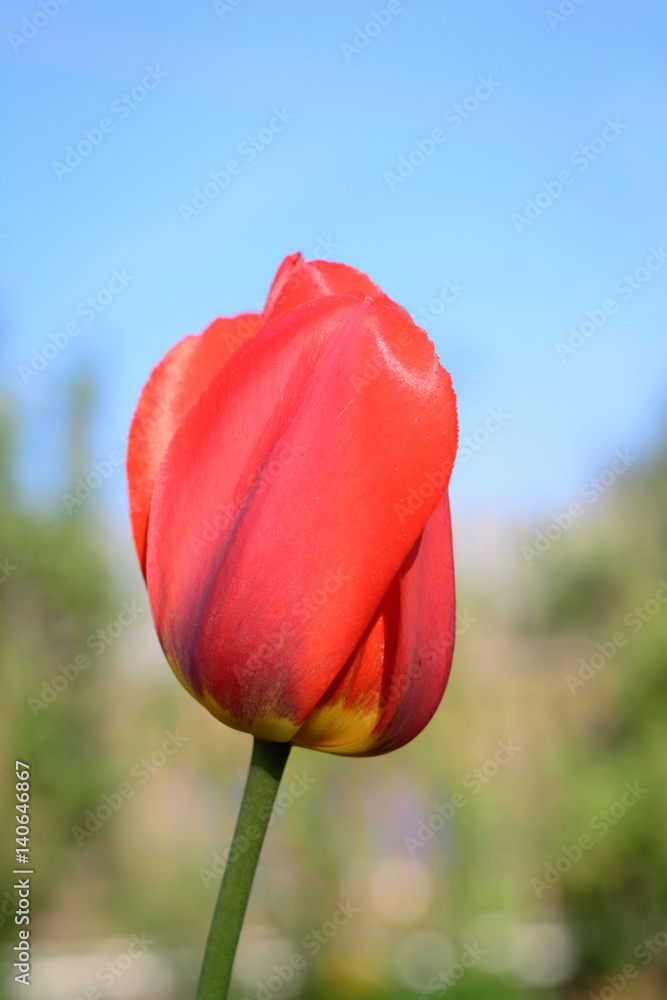 Fototapeta premium Beautiful single red tulip flowers in garden. Close up.