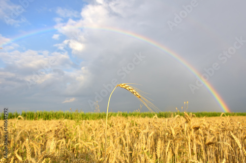 Rainbow over the wheat field landscape on dark cloudy sky