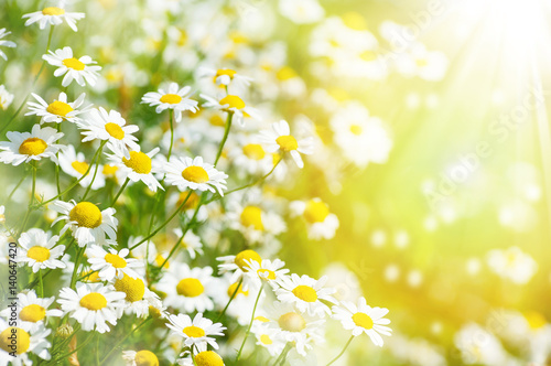 Fototapeta Naklejka Na Ścianę i Meble -  Summer background with beautiful daisies in sunlight..Blooming medical daisies.