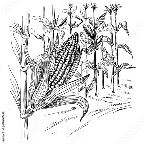 Ears of corn in a field in summer before harvest Hand drawn and converted to vector Illustration.