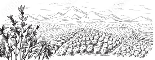 koffieplantage landschap in grafische stijl handgetekende vectorillustratie.