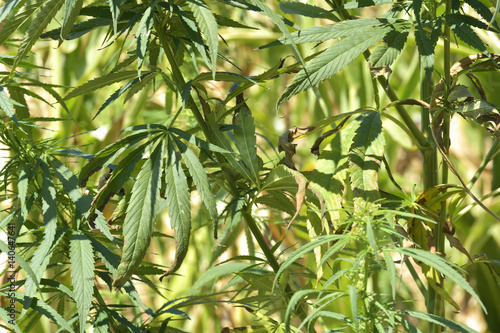 hemp  technical cannabis 