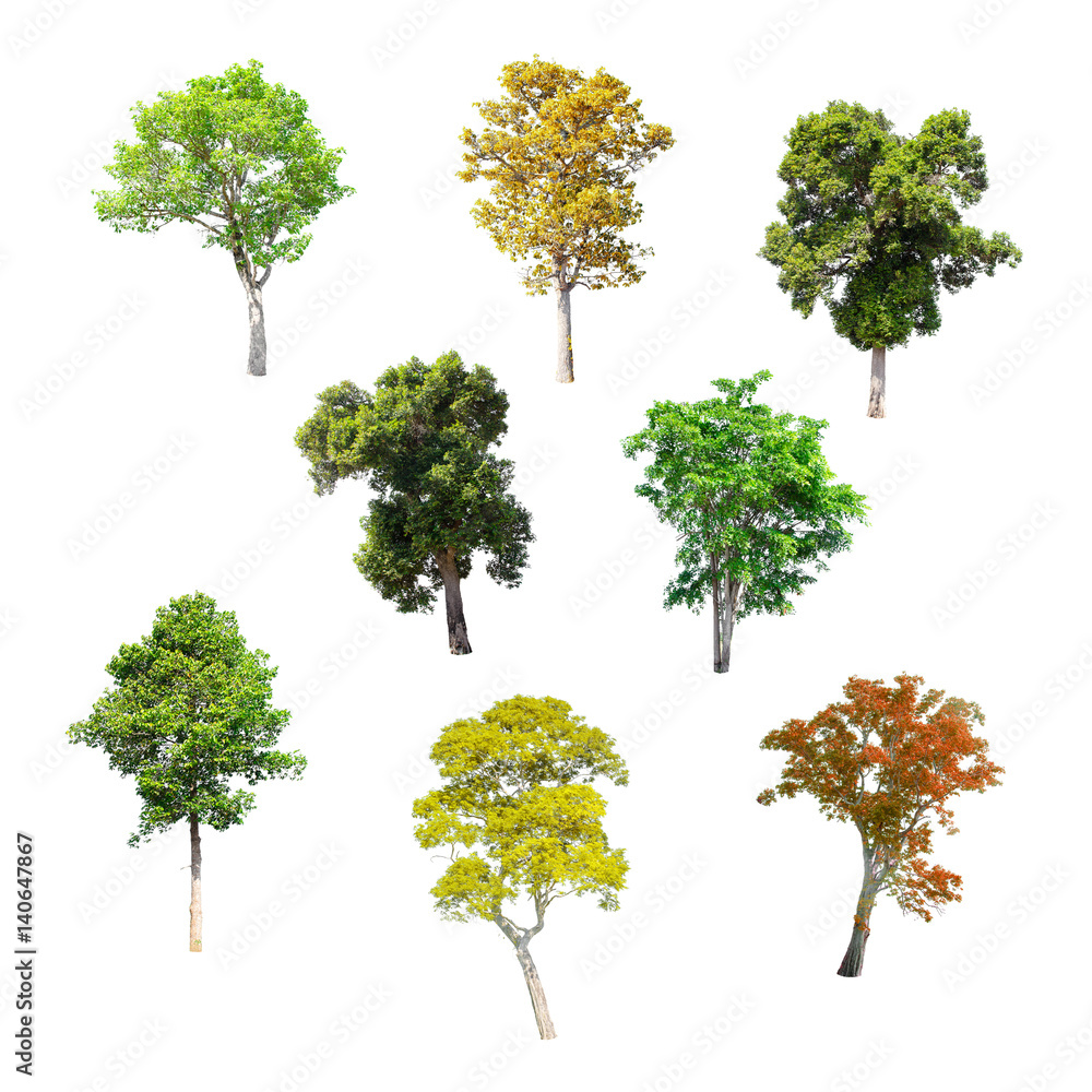 Isolated Trees on white background , The collection of trees. Isolated Trees on white background , The collection of trees.