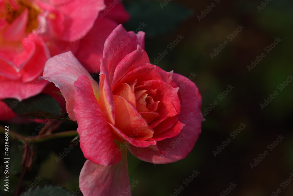 Beautiful Rose flower in the garden