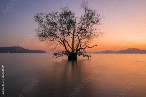 tree silhouette long exposure