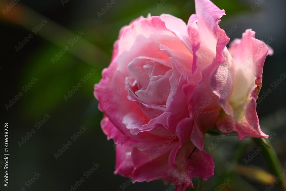 Beautiful Rose flower in the garden