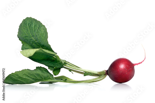 Studio shot of raddish on white background