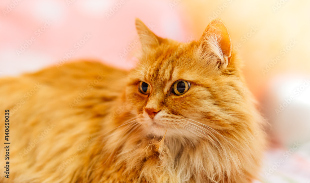 Naklejka premium Beautiful Red fluffy cat watching to the left side, copyspace