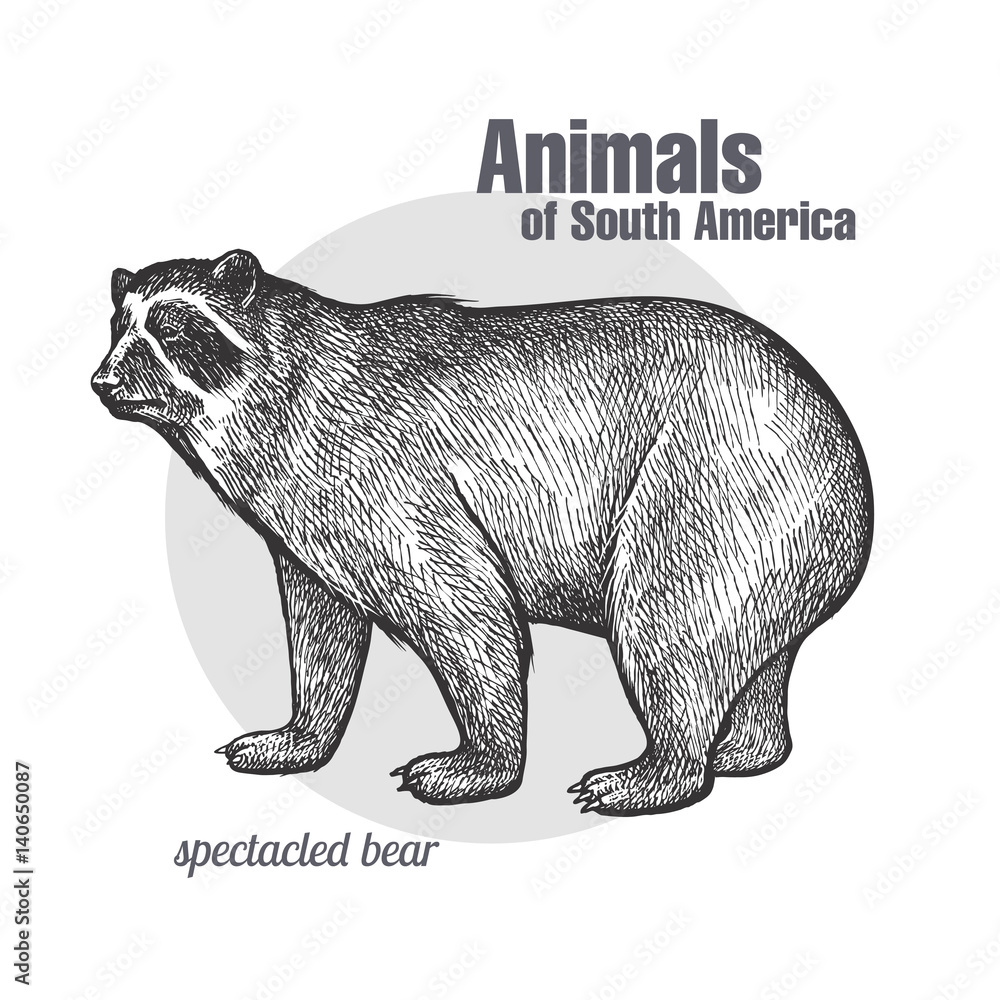 Obraz premium Animals of South America Spectacled Bear.