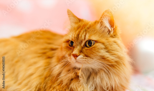 Beautiful Red fluffy cat watching to the left side, copyspace