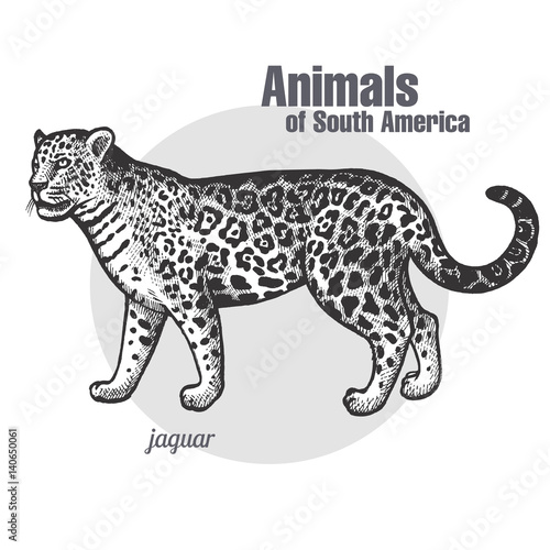 Animals of South America Jaguar.