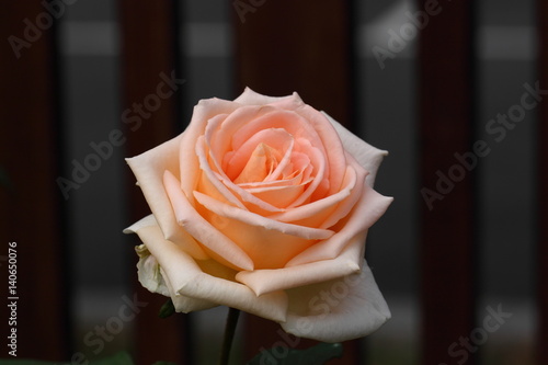 Beautiful Rose flower in the garden photo