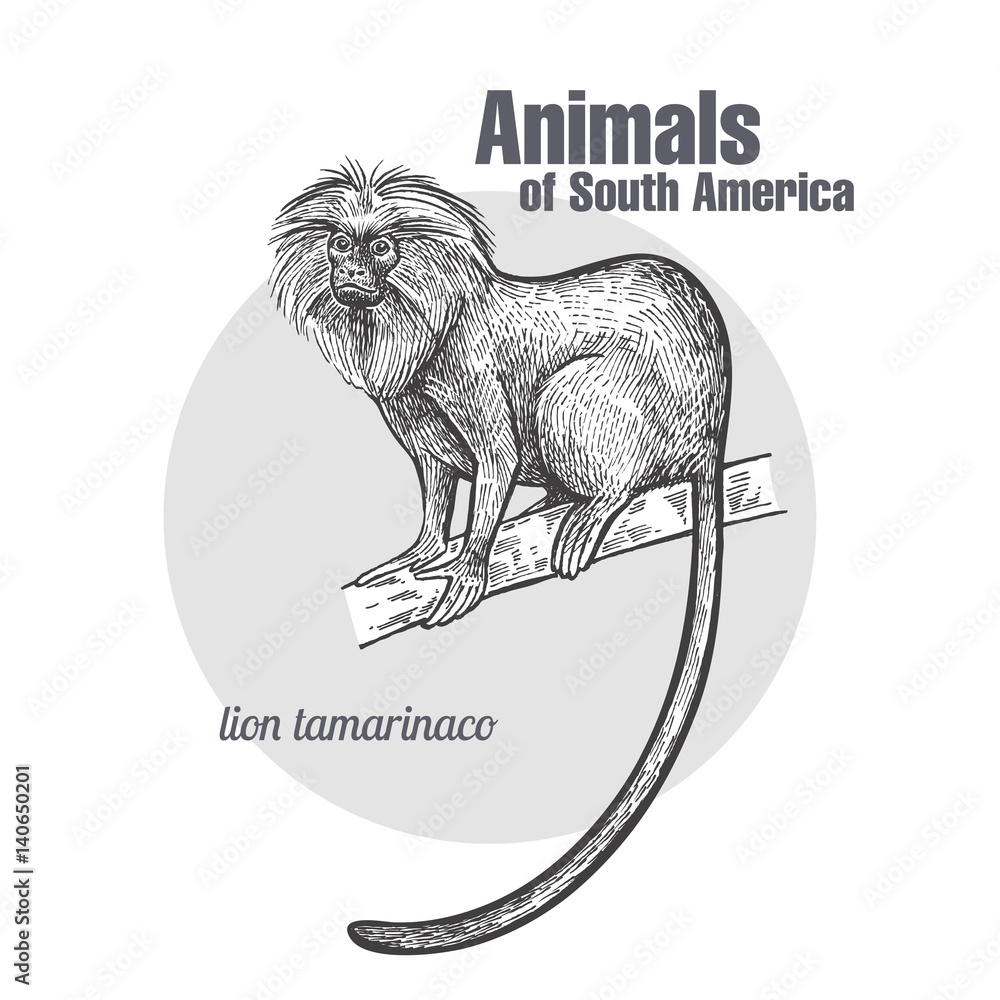 Obraz premium Animals of South America Lion tamarin.