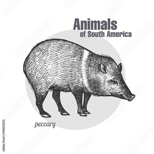 Animals of South America Peccary.