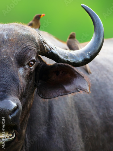 Cape buffalo cow close up. Two oxpeckers sitting on it. Creatively cropped in-camera. Syncerus caffer