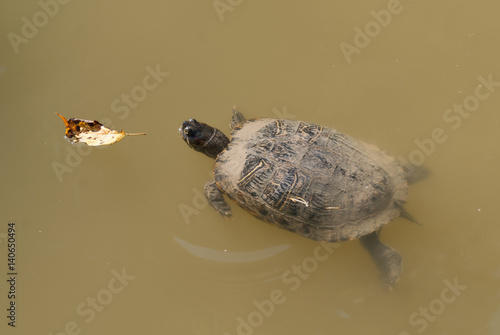 Schildkröte photo