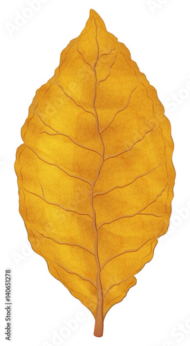 Dry tobacco leaf. Vector illustration.