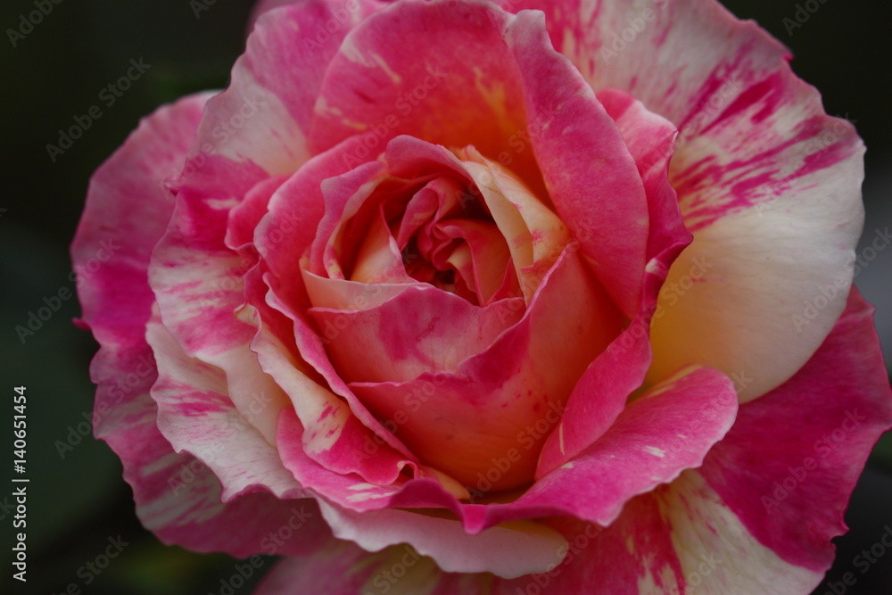 Beautiful Rose flower in the garden Beautiful Rose flower in the garden