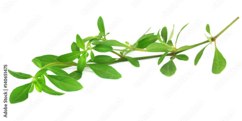 Thyme leaves Thyme leaves