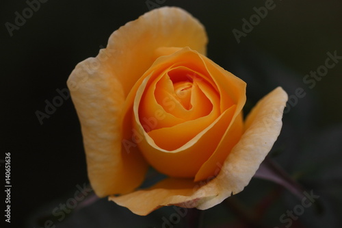 Beautiful Rose flower in the garden photo