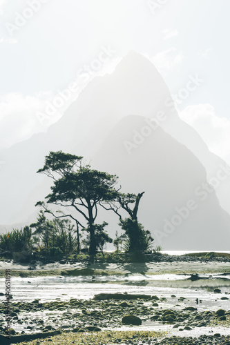 Hazy Mountain Scene with Tree