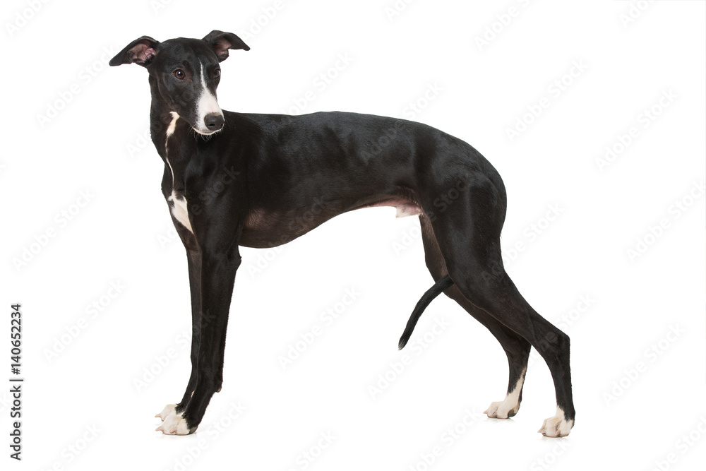 Whippet