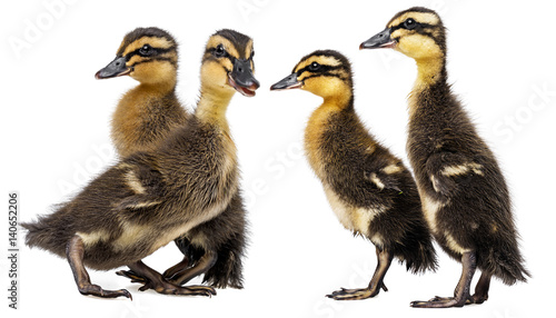 cute ducklings ( indian runner duck) isolated on a white background
