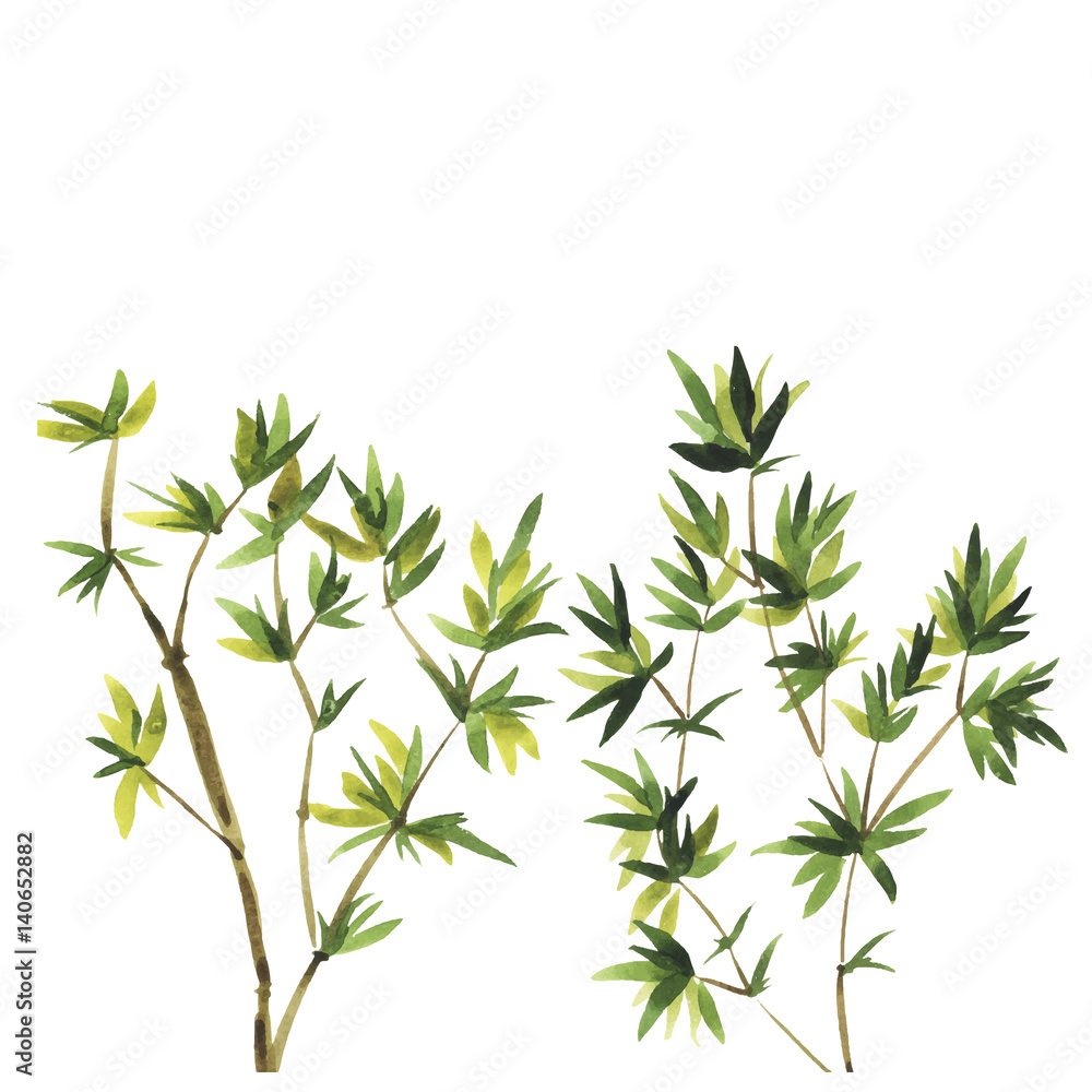 Abstract wild bamboo trees on white background. Hand drawn vector watercolor illustration.