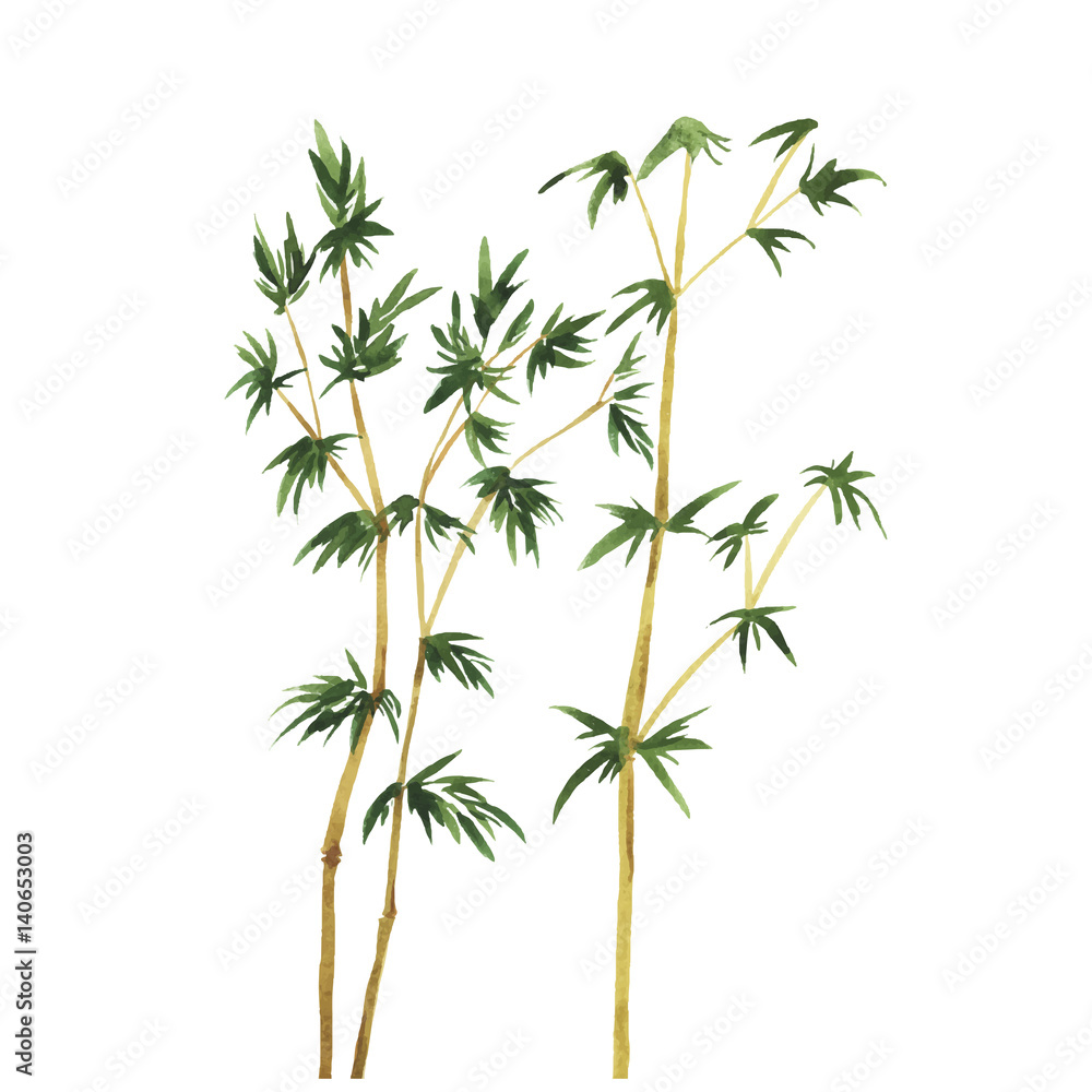 Fototapeta premium Abstract wild bamboo trees on white background. Hand drawn watercolor vector illustration.