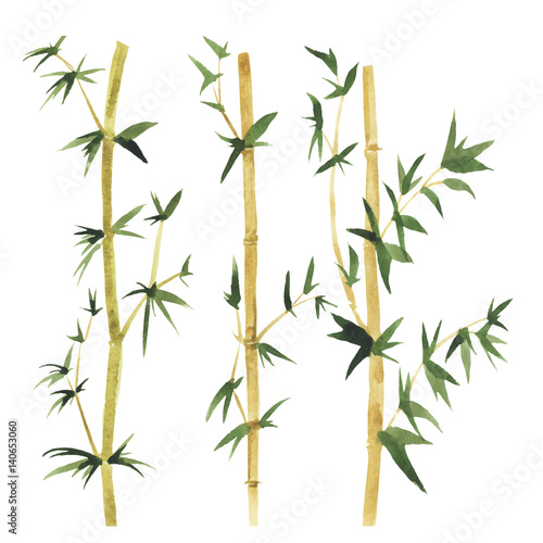 Naklejka Abstrakcjonistyczni dzicy bambusowi drzewa na białym tle. Ręcznie rysowane akwarela ilustracji wektorowych.