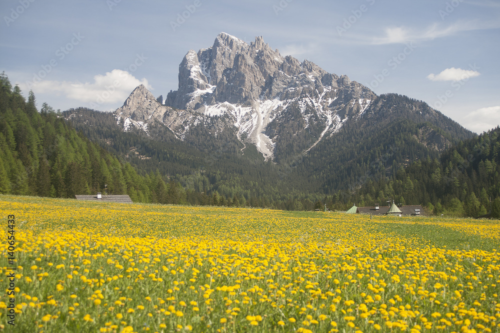 Prato di fiori gialli