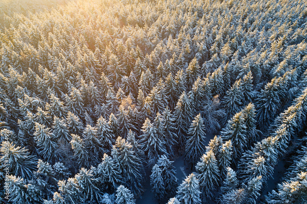 Snowy tree tops in sunlight