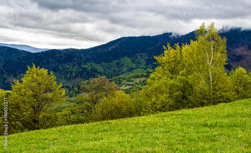 Fototapeta Naklejka Na Ścianę i Meble -  forest on a mountain hillside in rural area